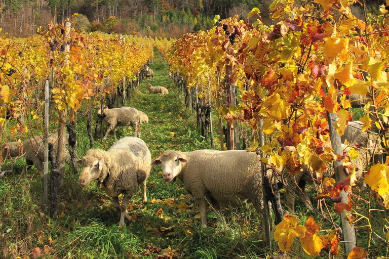 Bündner Herrschaft: Weinbau und Schafzucht in voralpiner Szenerie.