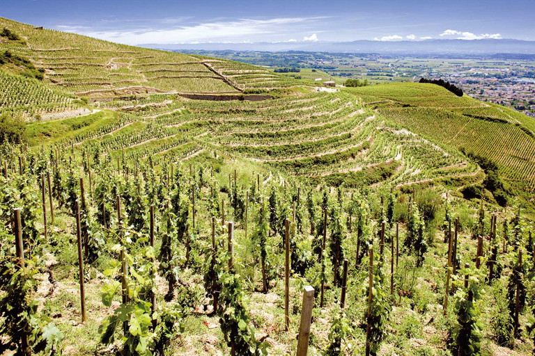 Hermitage, die berühmteste Syrah-AOC der Nordrhône: Steilhänge auf Granit.