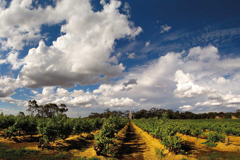 Am&nbsp;«Hill of Grace»&nbsp;wachsen die ältesten Shiraz-Rebstöcke Australiens: Sie sind 140 Jahre und älter.