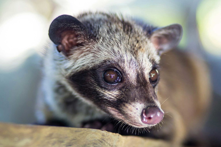 Kopi Luwak: Kaffee aus Bohnen, die von einer bestimmten Katzenart gefressen wurden.