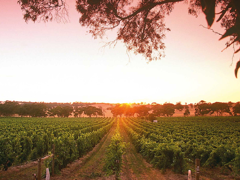 »Mount Edelstone Vineyard« in Australien.