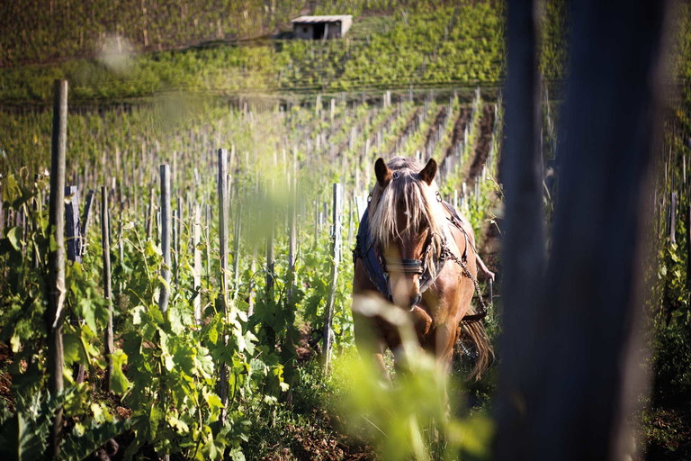 In den Weinbergen von Jaboulet haben wieder Pferde Einzug gehalten.