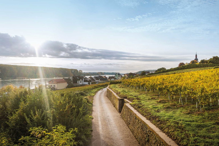Weingut St. Antony: Auch am roten Hang in Rheinhessen wächst jetzt Blaufränkisch.