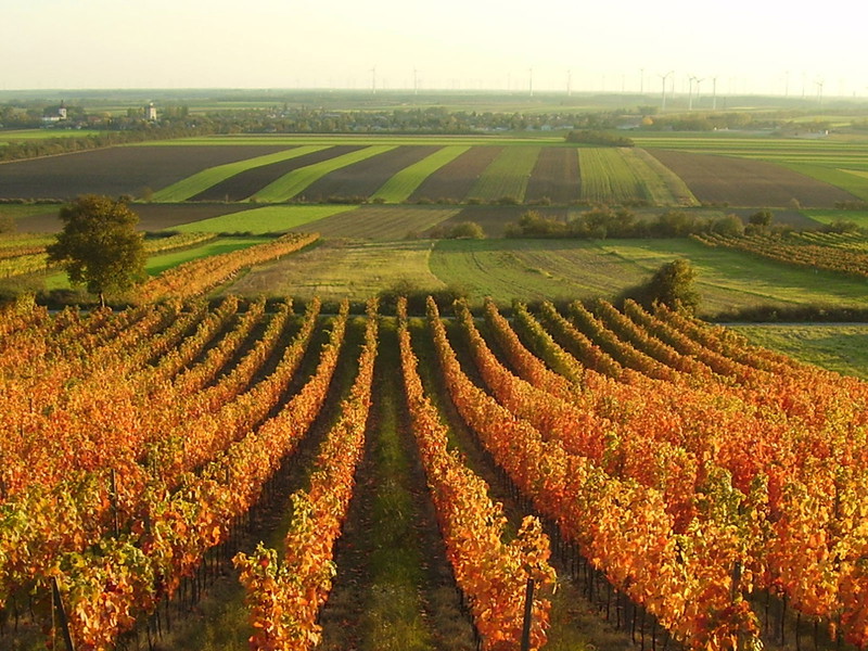 Carnuntum im Herbst.