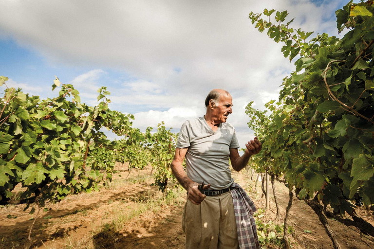 Das Weingut Polvanera steht für stoffige, kraftvolle Primitivo-Weine.