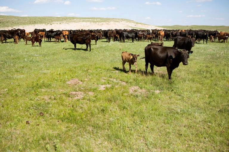  Wagyu-Rinder-Herden in Japan: Um die Tierhaltung ranken sich viele Mythen.
