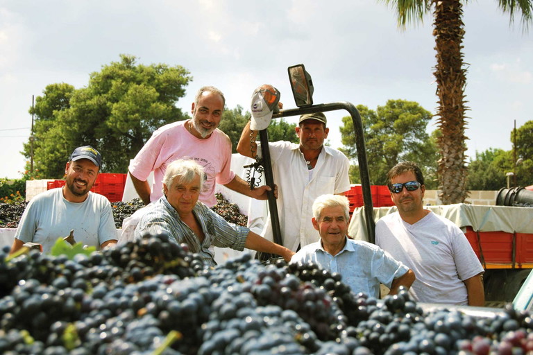 Winzer bei der Zinfandel-Ernte.