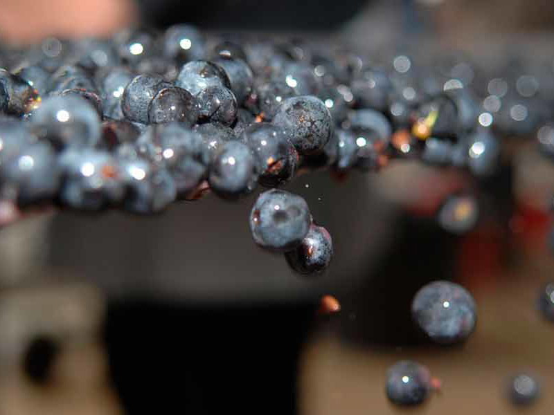 Selektive Auslese der einzelnen Beeren.
