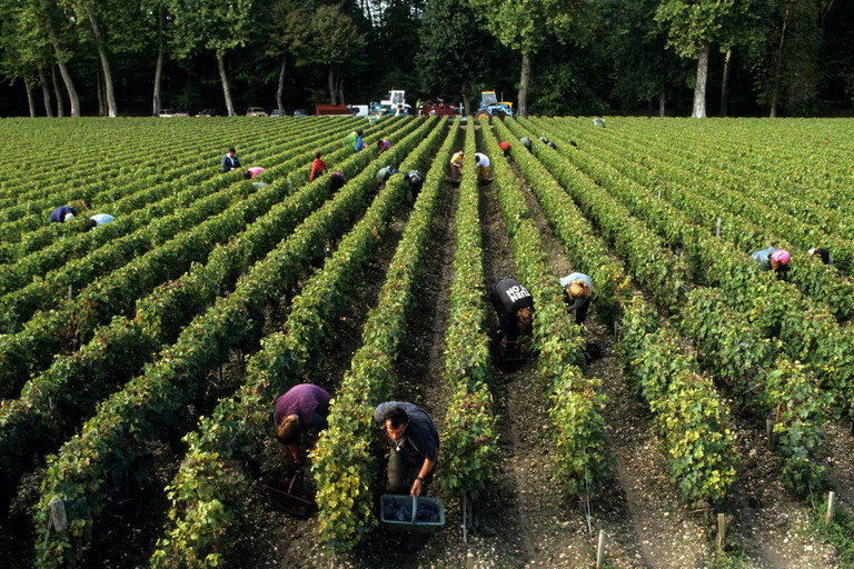 Weinlese in Margaux