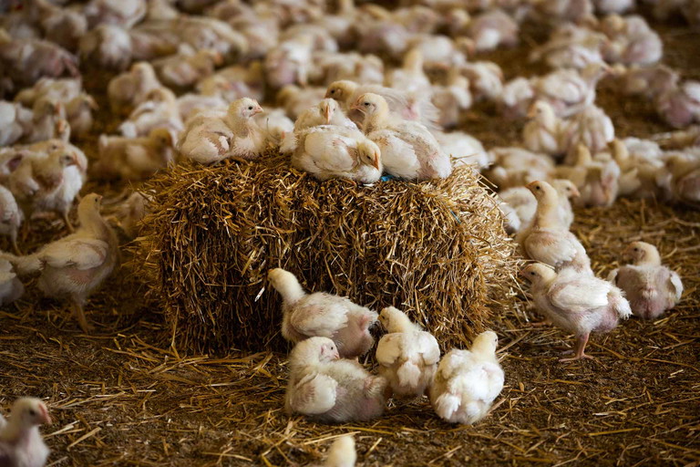 Die heimischen Tierschutz-Vorgaben sind die strengsten der EU.&nbsp;