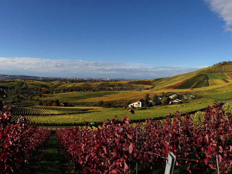 Das Weingut Aldinger ist heute im Besitz einiger Filetstücke im »Lämmler«.