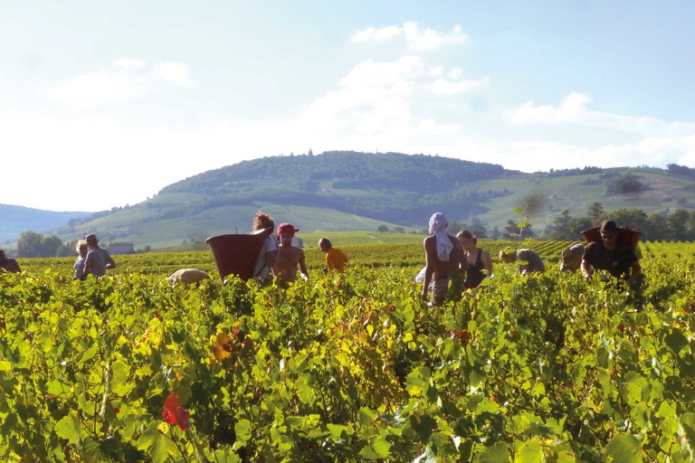 Lese am Fuss der Côte de Brouilly: Ohne Hand­arbeit geht hier nichts.