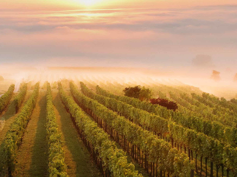 Der Frühjahrsfrost bereitete den Winzern ein großes Arbeitspensum und eine kleine Ernte.