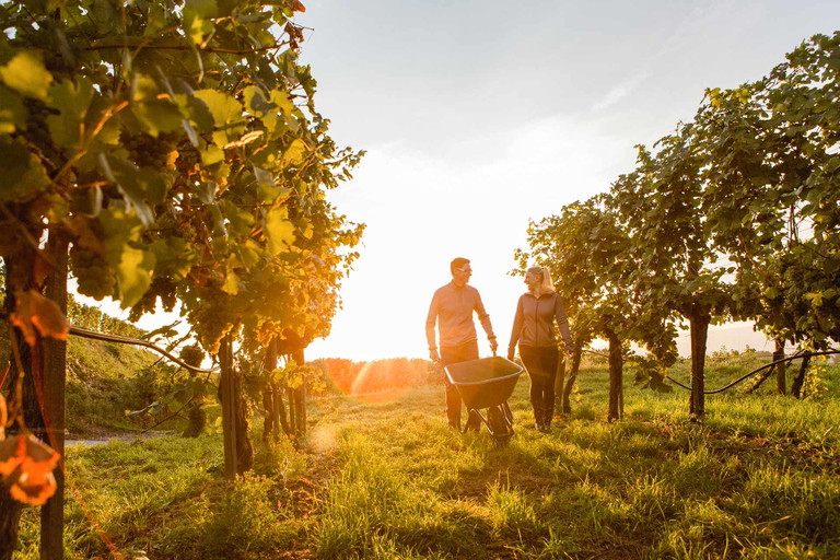 Weinlses im Traisental.