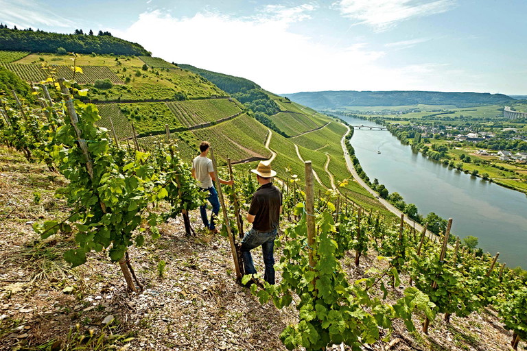 Die Steilhänge der Mittelmosel sind das Biotop von Familie Loewen.
