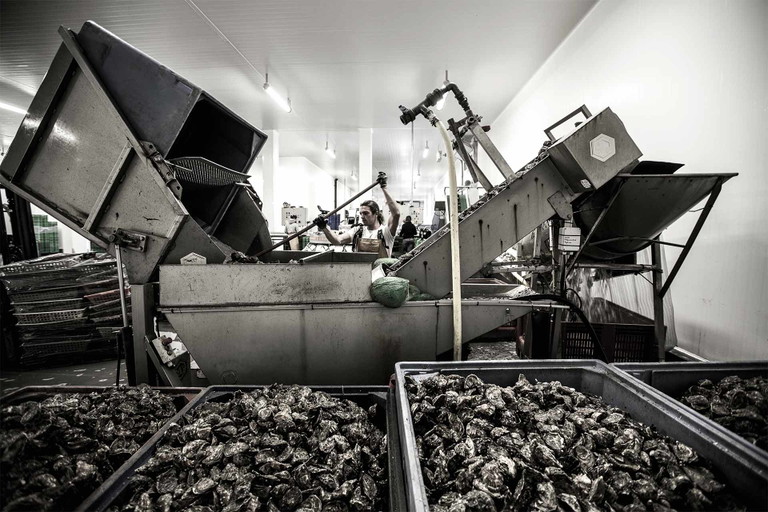 Einer der Schlüsselmomente bei der Austernproduktion: Die Gillardeaus werden automatisiert nach Grössen sortiert – von 0 (sehr gross) bis 6 (sehr klein).