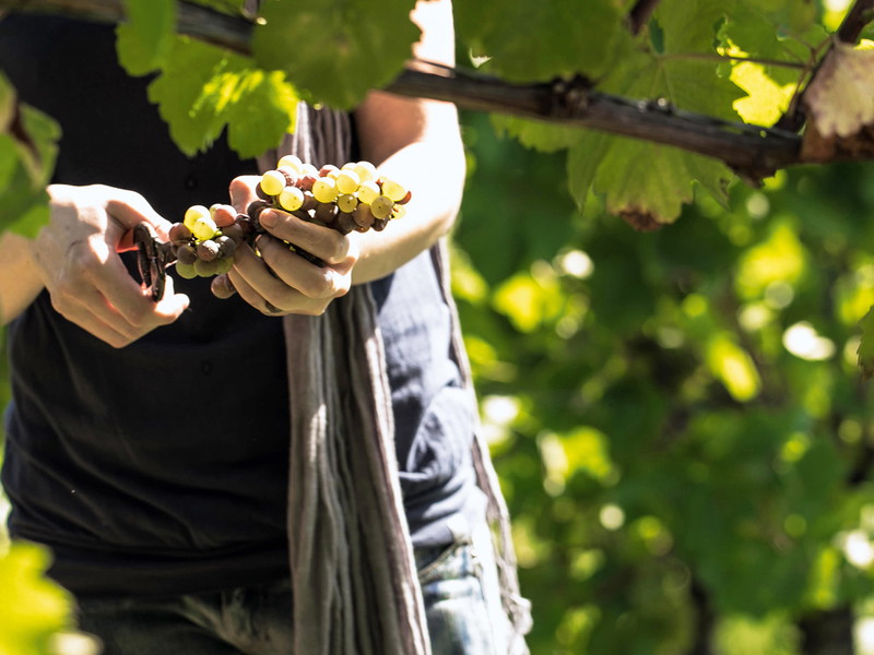 Der Chardonnay ist ein Trendsetter. Doch ist er auch mit dem Morillon verwandt?