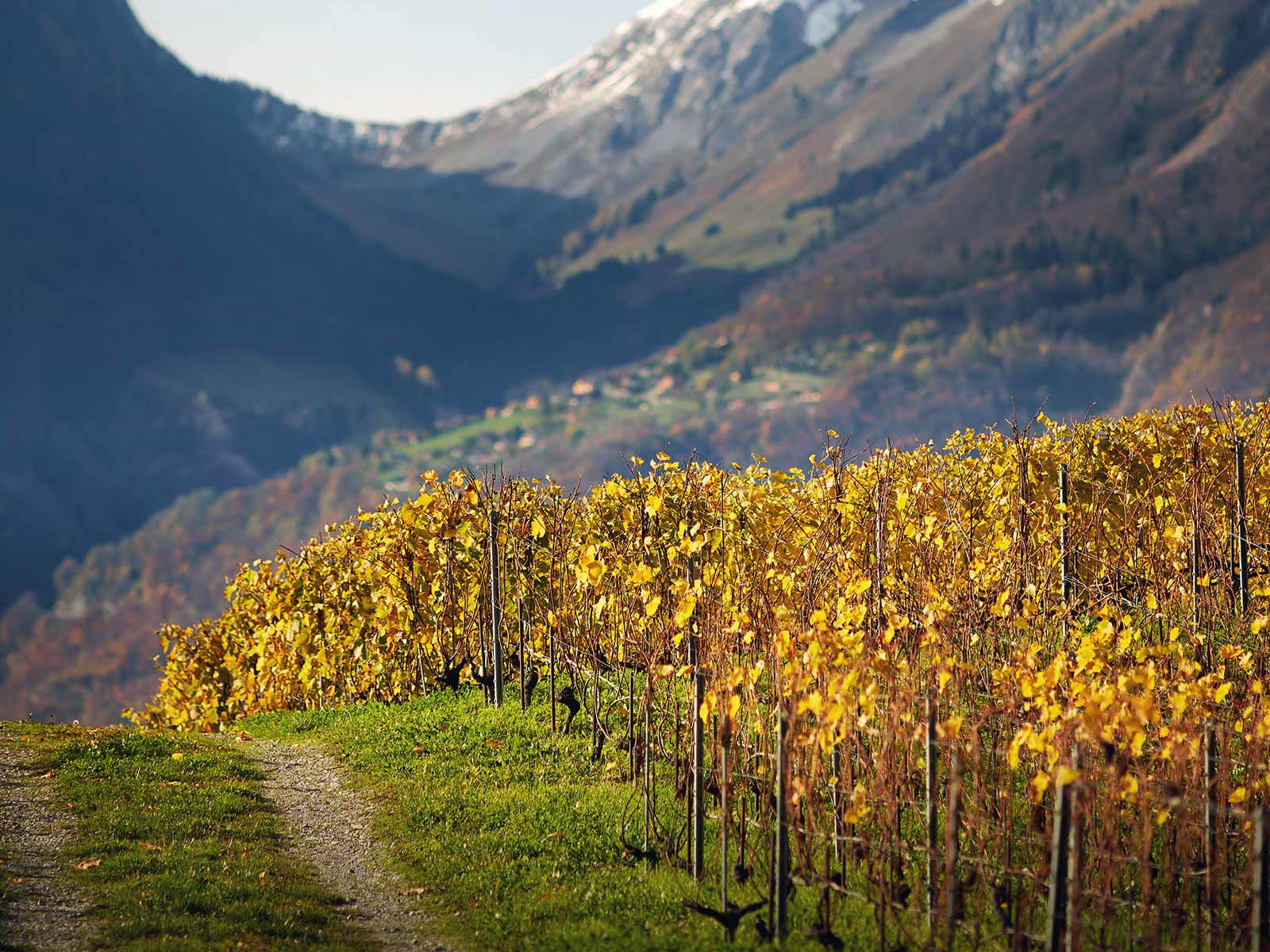 Clos de la George in Yvorne nach der Weinlese. Hier wachsen prächtige Syrah-Trauben.