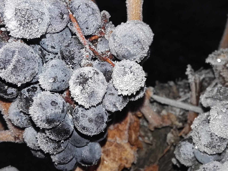 Eisweinlese am Weingut Nittnaus