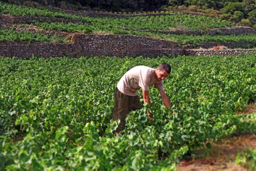 PANTELLERIA (Italien): Die zu Sizilien zugehörige Insel liegt im Mittelmeer und hat einen vulkanischen Ursprung. Das heiße, trockene Klima bringt vor allem Dessertweine hervor. Wegen des raren Süßwassers wachsen die Reben nur knapp über den Boden und erinnern nur wenig an Reben in unserer Region. Die beiden bekanntesten Produkte sind der »Moscato di Pantelleria« und der »Passito di Pantelleria«. Auf dem Bild wird auf dem Weingut und Hotel Coste Ghirlanda Wein gelesen.