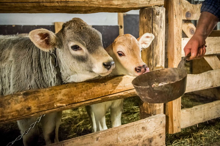 Die Kälber werden in den Familienbetrieben liebevoll behandelt.