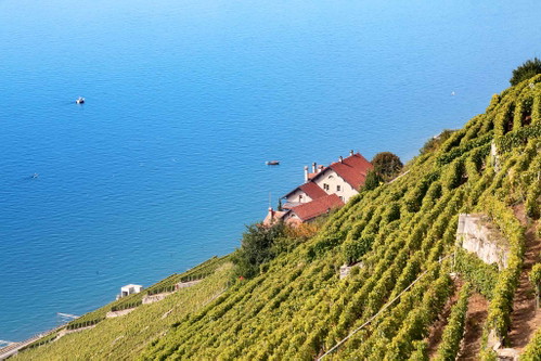 WEINTERRASSEN VON LAVAUX (Schweiz): Terrasse um Terrasse schlängeln sich die Weinreben ihren Weg auf die Anhöhen. Mit Blick auf den Genfer See lässt sich in einem der vielen Weinkeller ein Gläschen der regionalen Weinspezialität »Chasselas« genießen. Die Weinterrassen wurden im elften Jahrhundert von Mönchen angelegt. Die ansässigen Winzer haben das Potenzial erkannt und pflegten die Terrassen stets mit größter Sorgfalt. Auch heute ist der Weinbau eine der Existenzgrundlagen in der Region.
