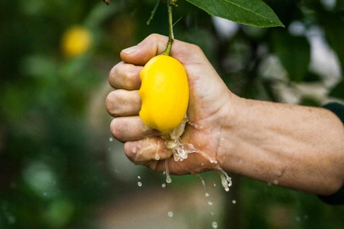 Herr der Vitamin-C-Bomben ist Zitrus-Fan Michael Ceron, der in seiner Gärtnerei gut 240 Sorten züchtet. Auch Orangen, Limetten und Grapefruits gedeihen hier prächtig.&nbsp;www.ceron.at