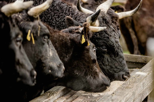 Die Nachfrage nach dem hochwertigen Wagyu-Beef ist enorm. Exklusivität und eine Mission sind eben ein Erfolgsmodell.www.okamiwagyu.com