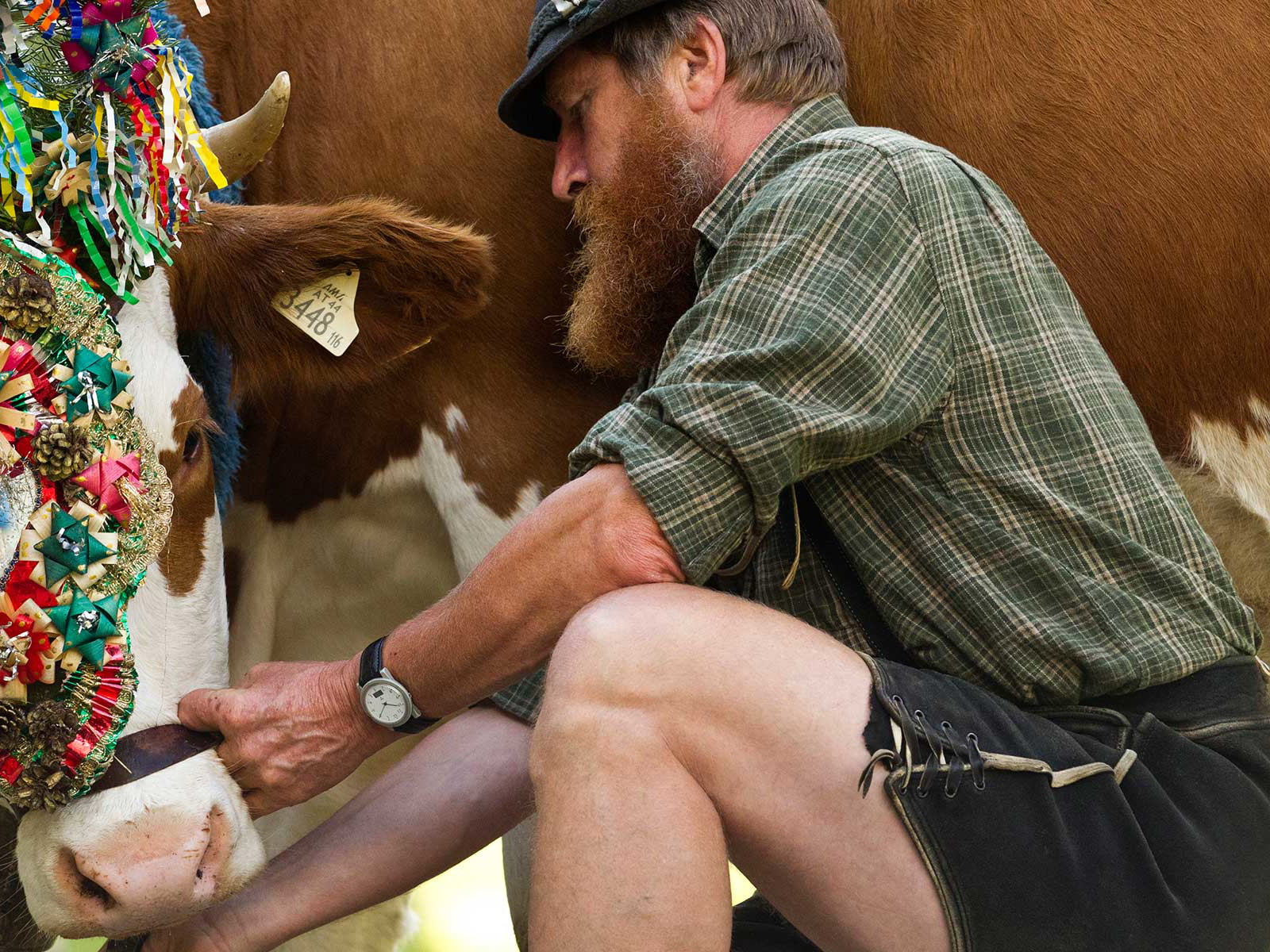 Wo Kühe beinahe heilig sind: Im Salzburger Land werden die Tiere gehegt und gepflegt.