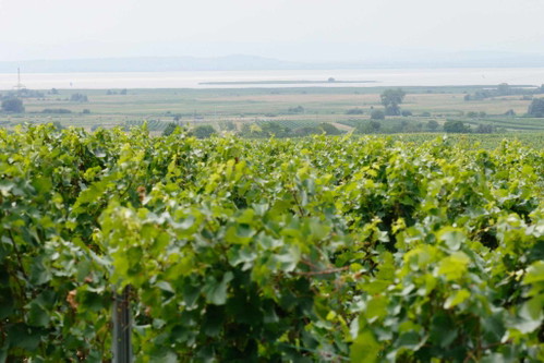 FERTÖ-NEUSIEDLER SEE (Ungarn/Österreich): Die geschützte Region am Steppensee ist länderübergreifend und reicht bis nach Ungarn. Die spezielle Bodenstruktur, die vom Leithabergkalk, über Löss und Lehmböden bis hin zu Schotterböden reicht, ist Grundlage für die Qualitätsweine. Angebaut werden hauptsächlich die Reben&nbsp;Chardonnay, Welschriesling und Weißburgunder, für die Rotwein-Liebhaber gibt es&nbsp;Zweigelt, Blaufränkisch und St. Laurent.