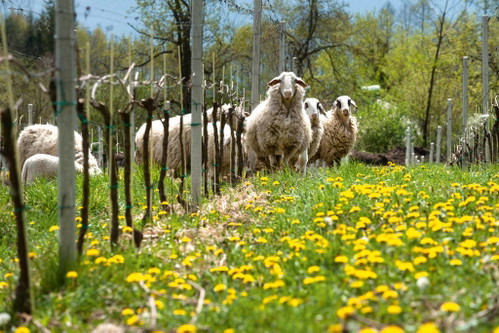 Sein Weingut Georgium mit Restaurant am Längsee ist zur Pilgerstätte für Feinschmecker mutiert. Vor allem der Pinot Noir ist ein Phänomen und begeistert Fans auf der ganzen Welt.www.georgium.at