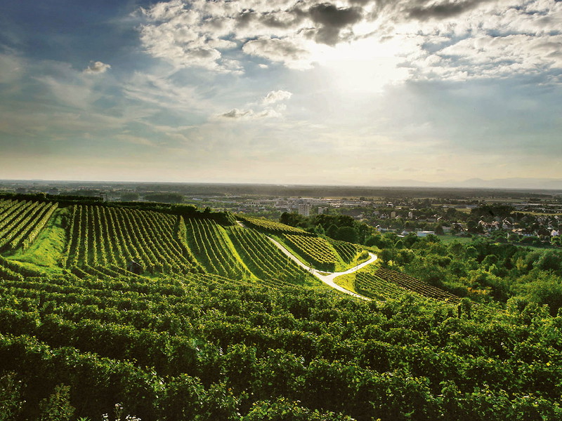 Reben des Weinguts Wöhrle in Lahr im Breisgau: eine Hochburg des Chardonnay in Baden.