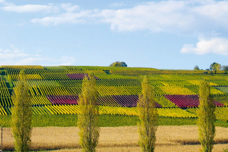 In einem Flickenteppich von Reben wie im Scherzinger Batzenberg fiel der Chardonnay nicht auf.