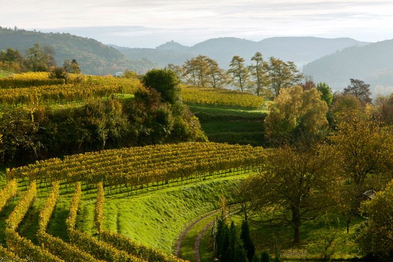 Bio-Winzer Wöhrle hat in seinen Lahrer Weinbergen kalkreiche Lössböden.