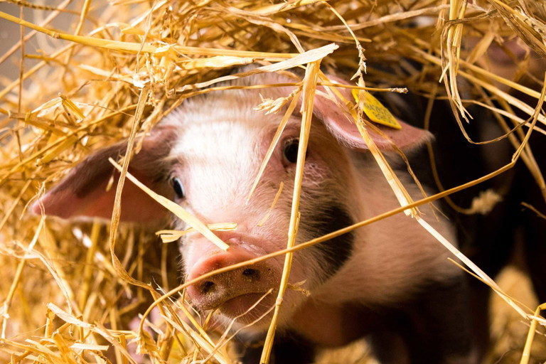 Stroh macht froh: Die Tiere dürfen sich nach Herzenslust verstecken.