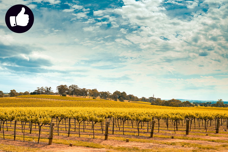 In der Region Barossa &nbsp;wurden fabelhafte Shiraz-Trauben gelesen.