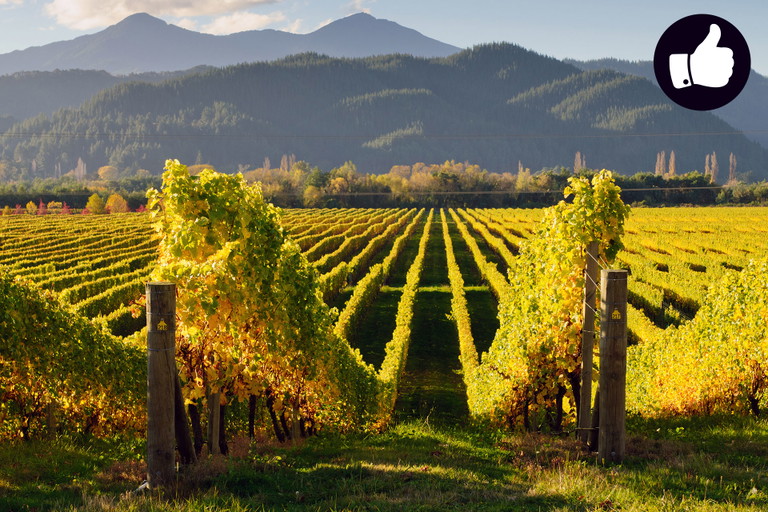 Die Winzer in Marlborough freuen sich über ein Spitzenjahr.