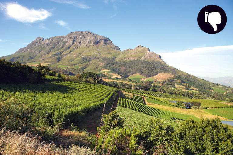 Eine anhaltende Hitze machte den Winzern in Stellenbosch zu schaffen.