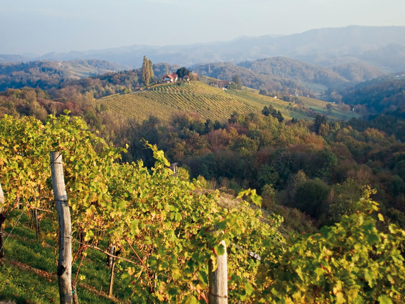 In Österreich gab es zwar hohe Ernteausfälle, die gute Witterung zu Beginn der Erntezeit hat den Winzern jedoch noch ausgezeichneten Wein eingebracht.