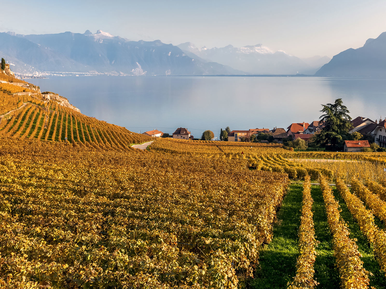 In der Schweiz sind im Jahr 2016 viele «Charakterweine» herangereift.