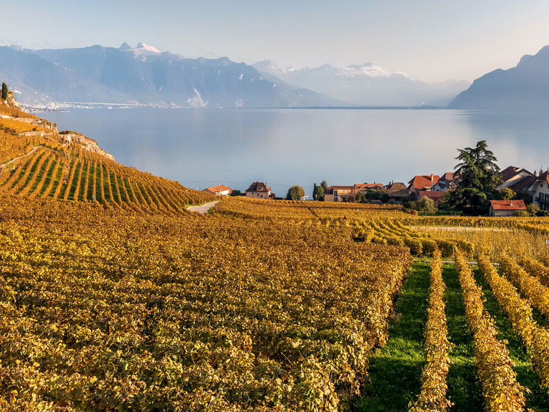 In der Schweiz sind im Jahr 2016 viele «Charakterweine» herangereift.