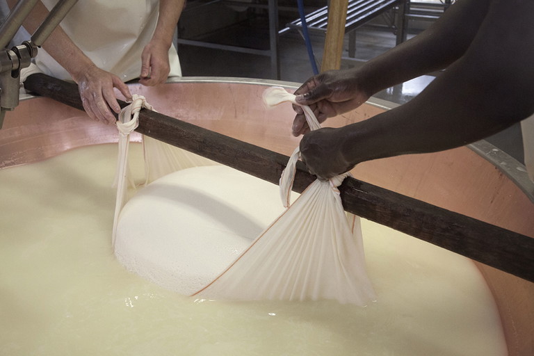 Mit dem Fangtuch wird der Rohkäse aus dem Kessel gehoben.
