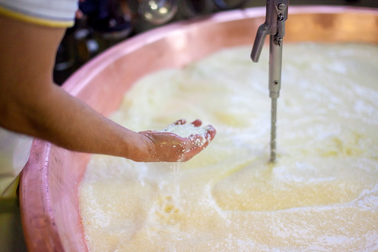 Der Käsemeister fühlt mit der blossen Hand, wie sich die Milch verhält.