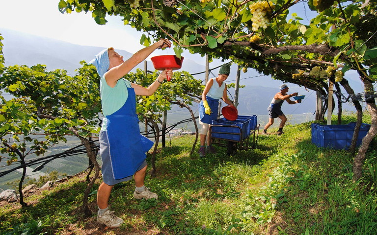 Mitarbeiter der Kellerei St. Michael-Eppan bei der Weinlese. Die Kellerei stellt Italiens ­bekanntesten Sauvignon Blanc her: den Sanct Valentin. 