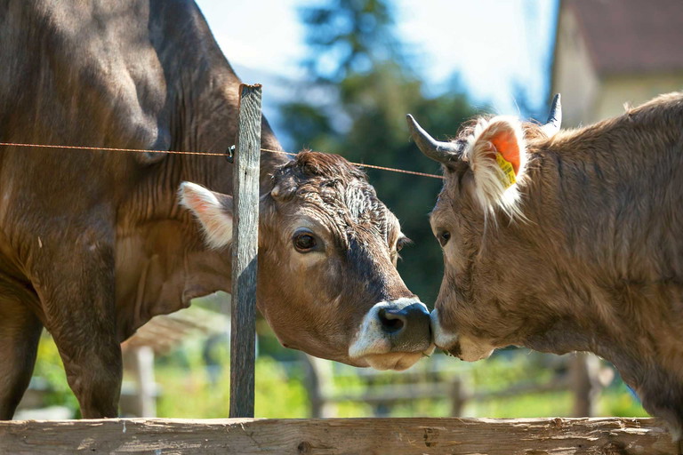 Mit der Milch der robusten, alten Rasse Braunvieh macht Alexander Agethle Spitzenkäse.&nbsp; 