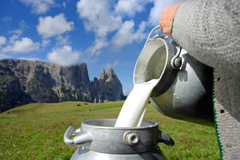 Das Geheimnis von gutem Käse liegt in der Milchqualität. ­Bergwiesen und Alpenkräuter ­tragen dafür Sorge. 