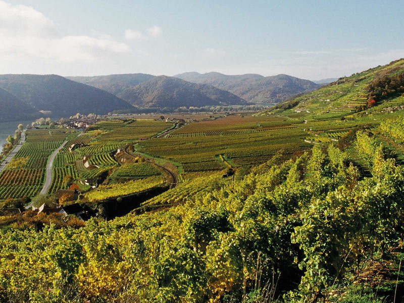 UNESCO-Kulturerbe Wachau: vom Weinbau und der Donau geprägte Landschaft.