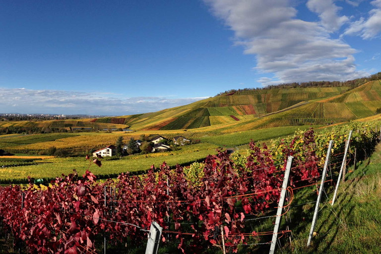 Weinberge bei Fellbach: das Reich der Familie Aldinger seit 1492.