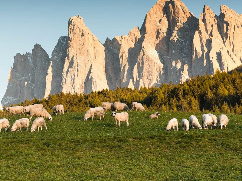 Den Sommer verbringt das Villnösser Brillenschaf im Freien auf den Almen.