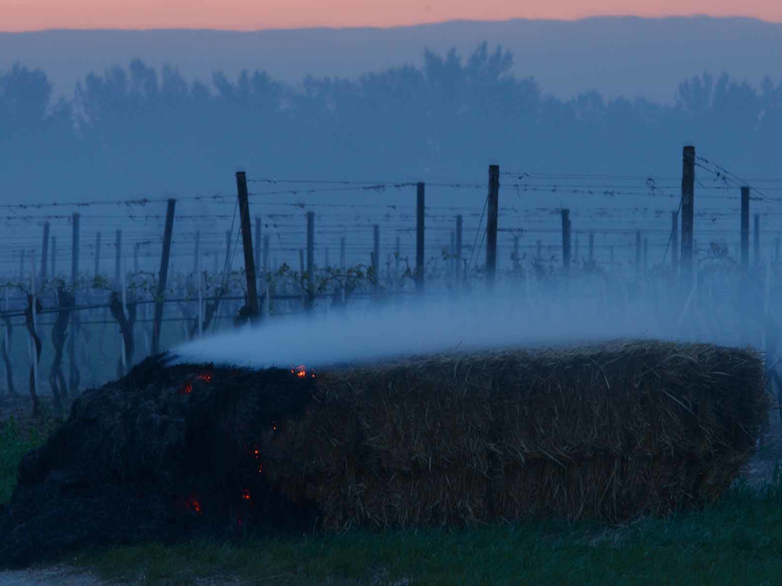 Der Frost hält die Winzer in Atem.